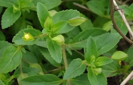 黃花假馬齒是什么植物？