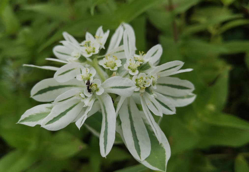 銀邊翠是一年生還是多年生花卉，冬天能開(kāi)花嗎？