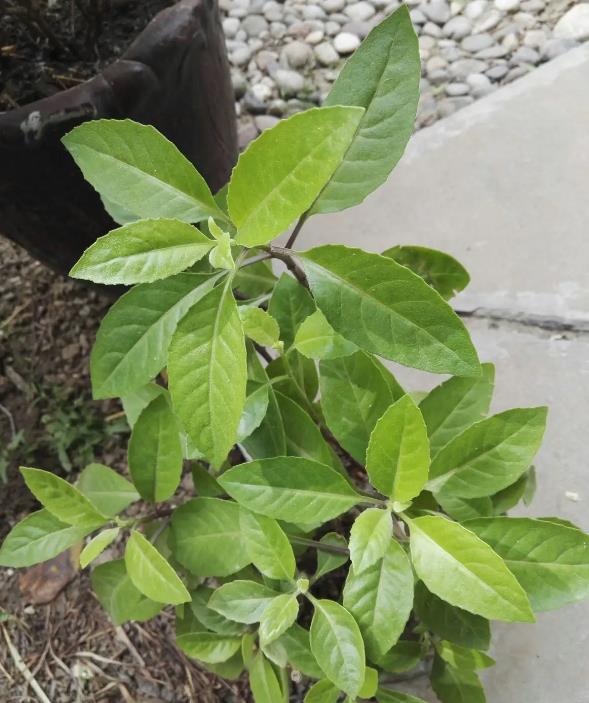 探索明月草的生長環境與實用價值