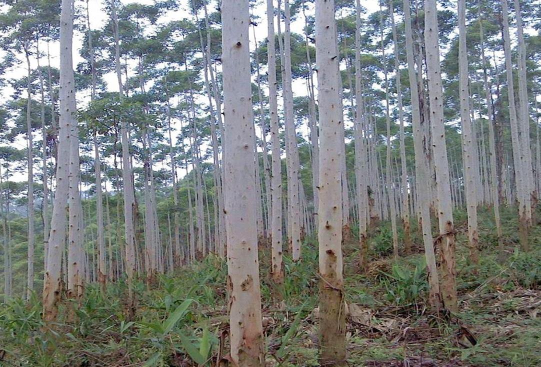 桉樹是什么植物？探索它對生態與環境的影響