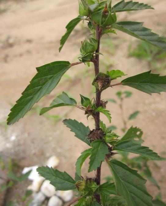 穗花賽葵是農田雜草還是觀賞植物？