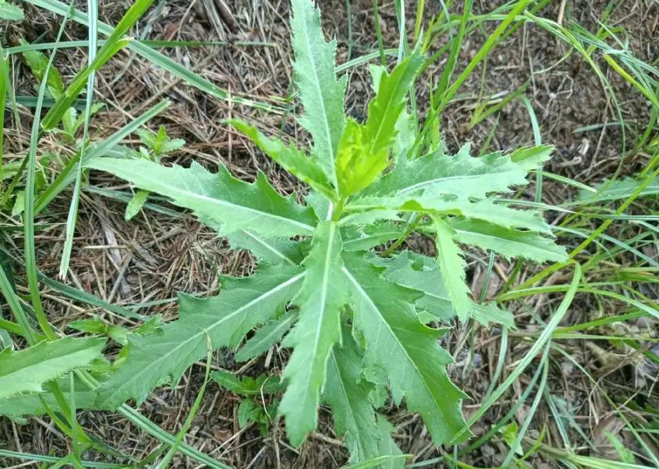 刺菜是野外止血神器，生長的天然藥材