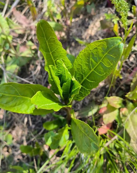 藥用價值高的野蘿卜，也是營養(yǎng)豐富的野菜