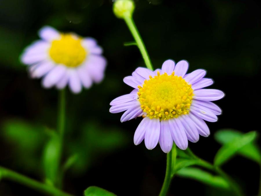 馬蘭菊開(kāi)花是什么顏色，打造庭院中的紫色花海