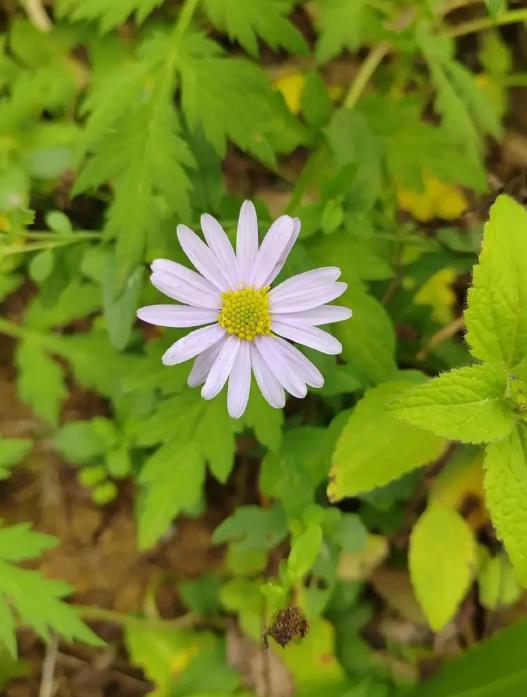 馬蘭菊開花是什么顏色，打造庭院中的紫色花海