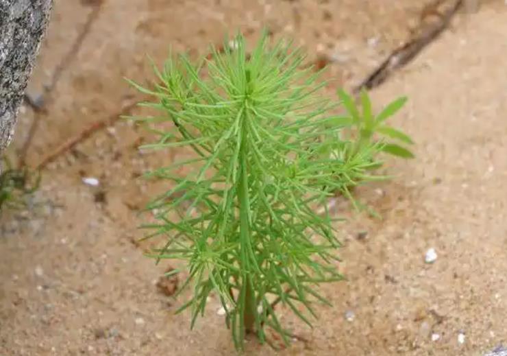 四翅濱藜是優質飼料灌木植物，也可助力畜牧業發展