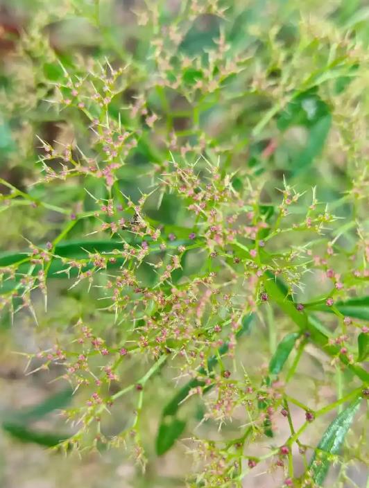 杖藜是什么植物？探索它的用途與特點