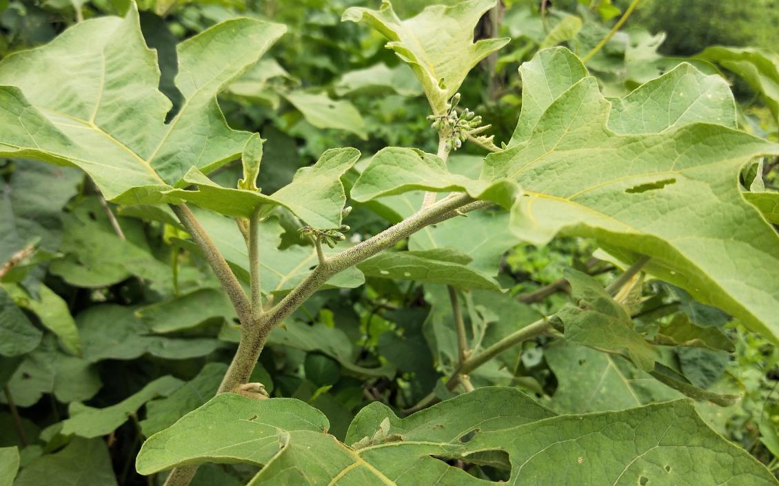 水茄冬子是什么植物，它有哪些別名和用途價值