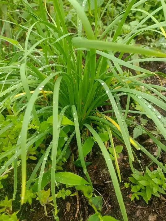 解鎖野生韭菜的營養(yǎng)價值，享受健康生活