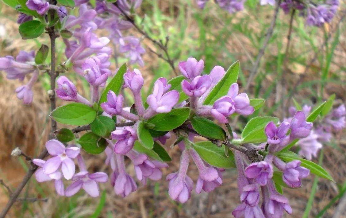 芫花長什么樣子，生長在野外哪些地方？