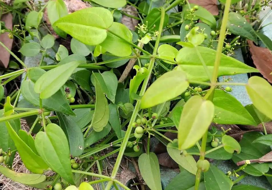 茜草在哪里最多？帶你了解茜草的生長分布區域