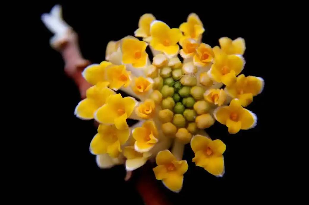 結香花長什么樣子，有什么功效和價值？