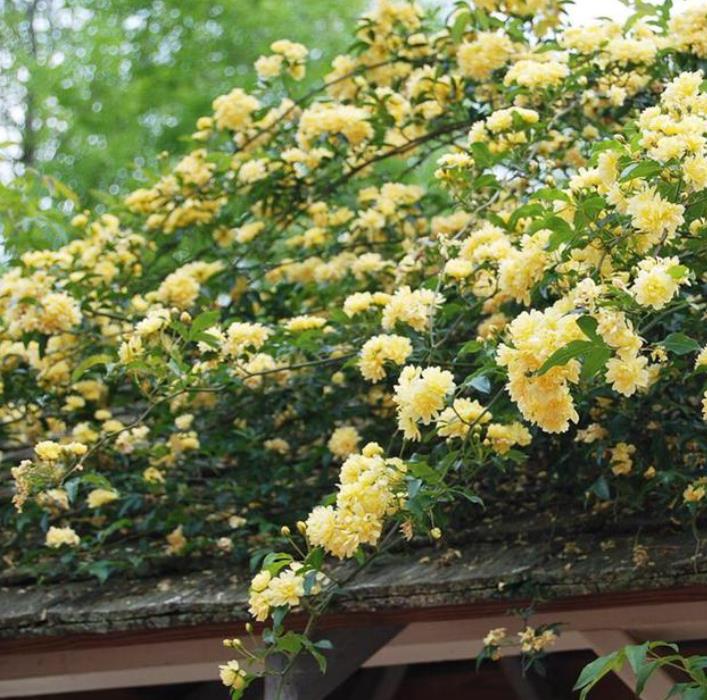 木香花耐寒嗎，哪些地方能種植？