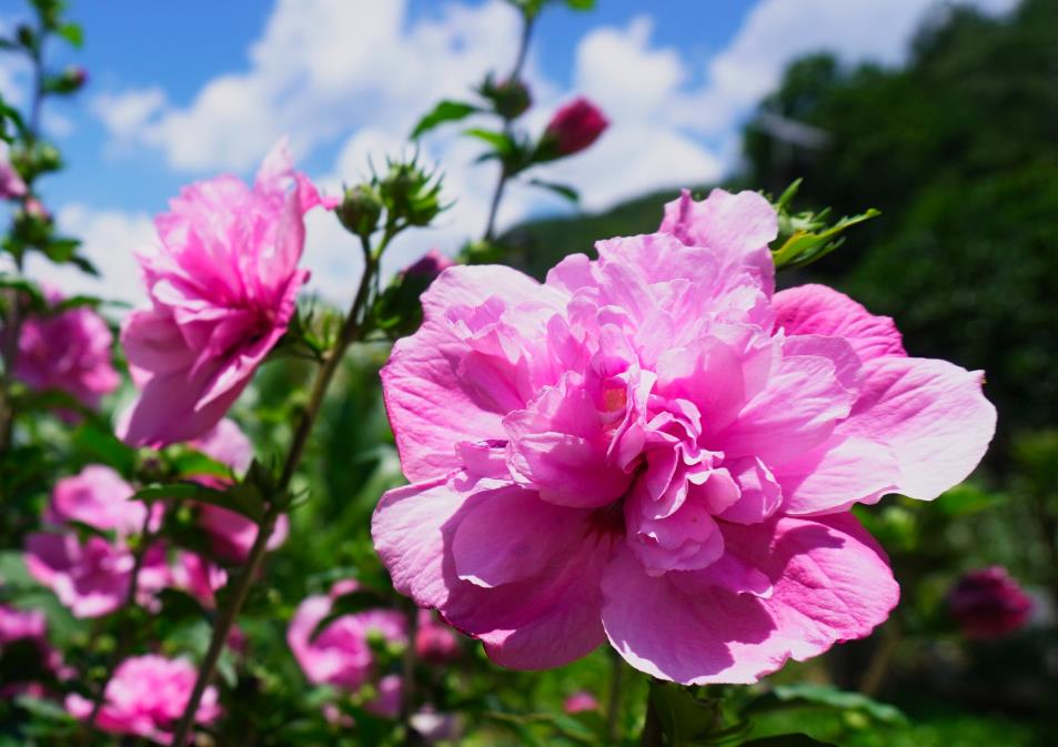 木槿花的花語(yǔ)和寓言，綻放堅(jiān)韌與溫柔之美