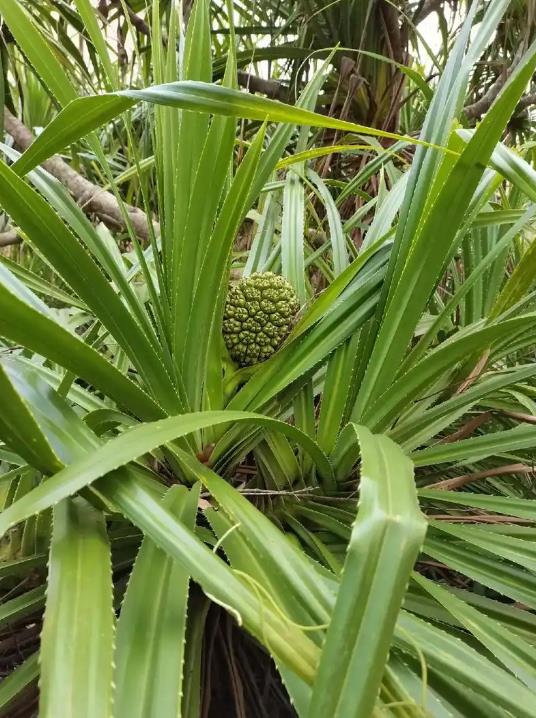 小露兜是什么植物？它有哪些獨(dú)特的魅力和實(shí)用價(jià)值？